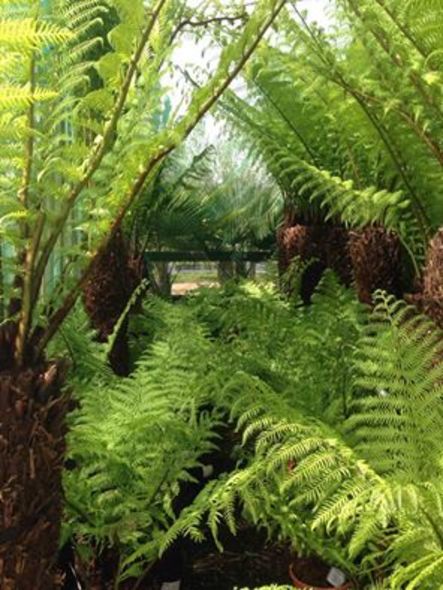 Tree Ferns - Dicksonia Antarctica