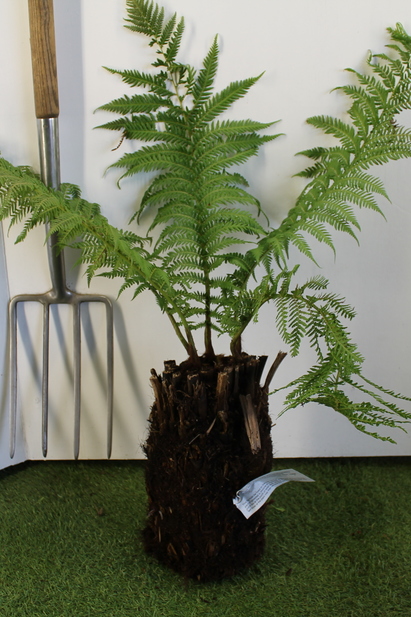 Protecting your Tree Fern in Winter