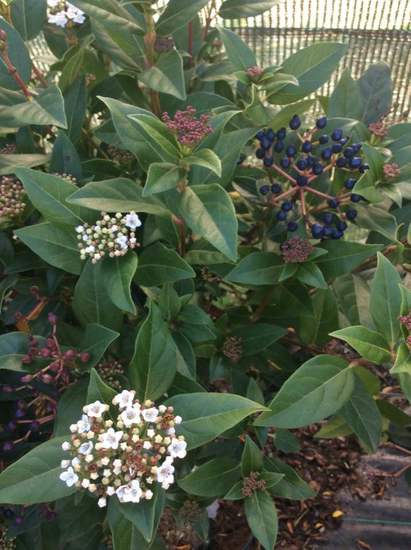 Viburnum tinus 'Eve Price'