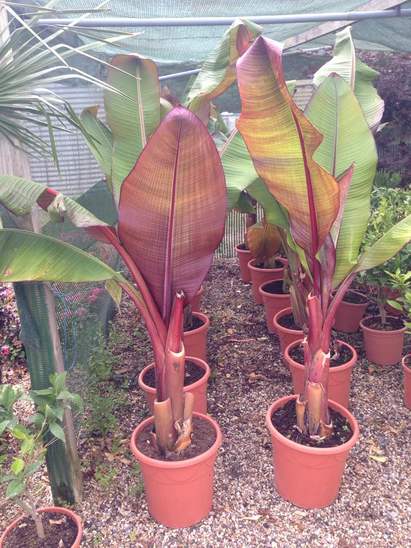 Ensete ventricosum 'Maurelii'