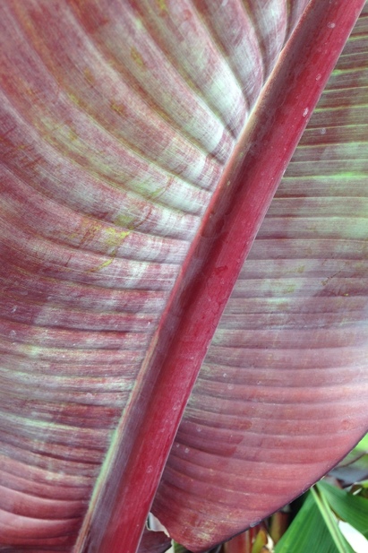 Ensete ventricosum 'Maurelii'