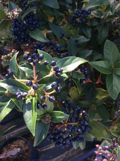 Viburnum tinus 'Eve Price'