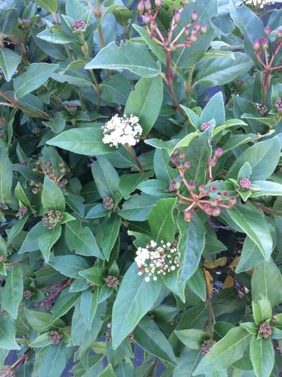 Viburnum tinus 'Eve Price'