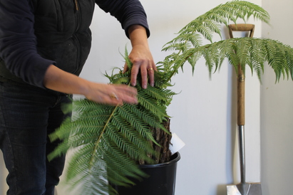 Protecting your Tree Fern in Winter