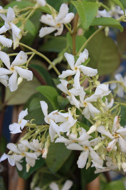 Trachelospermum jasminoides