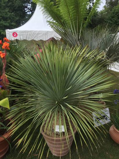 RHS Wisley Flower Show