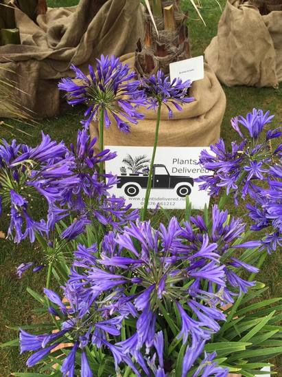 RHS Wisley Flower Show