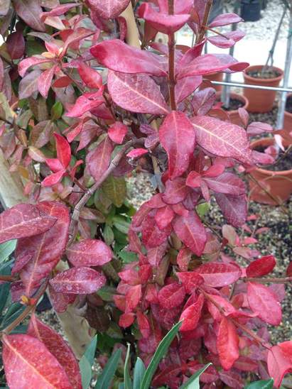 Trachelospermum jasminoides