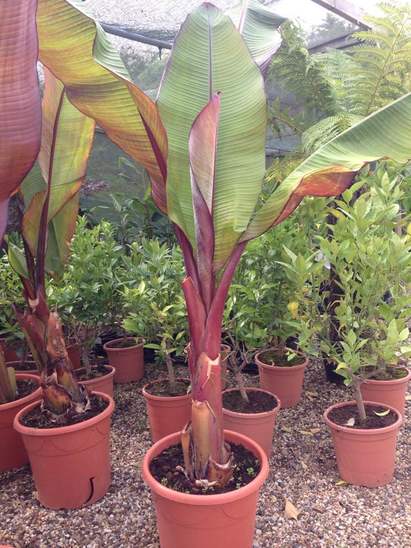 Ensete ventricosum 'Maurelii'